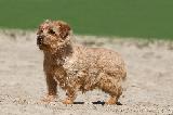 NORFOLK TERRIER